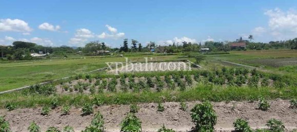 Terrain à Gianyar, Indonesia 1875m² No. 3833 9