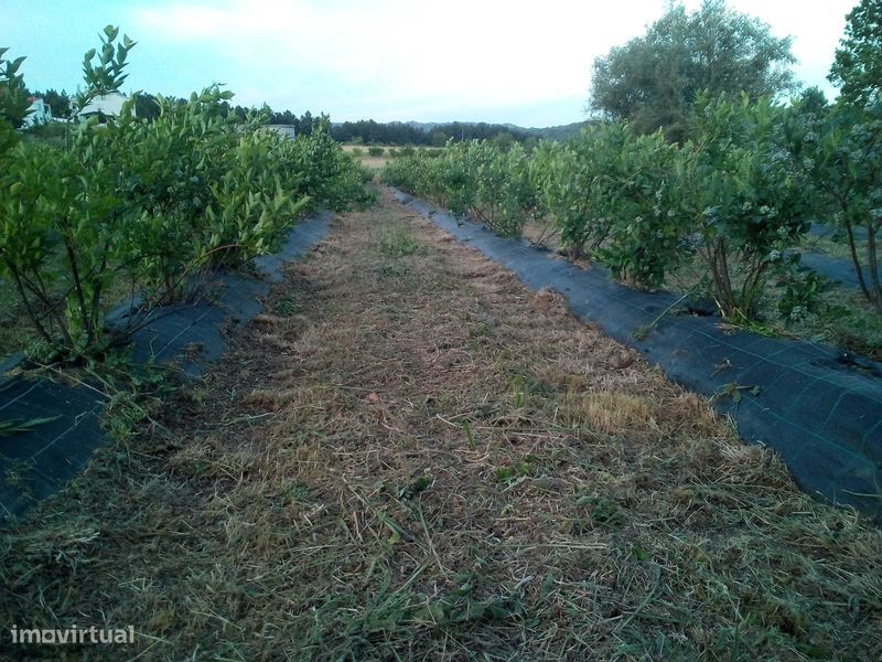 Земельный участок 15500м² в Orjais, Португалия № 140591