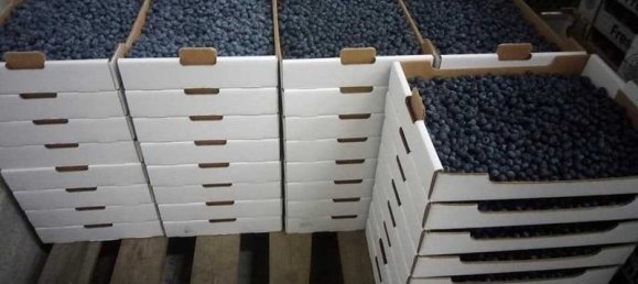 Земельный участок 15500м² в Orjais, Португалия № 140591 8