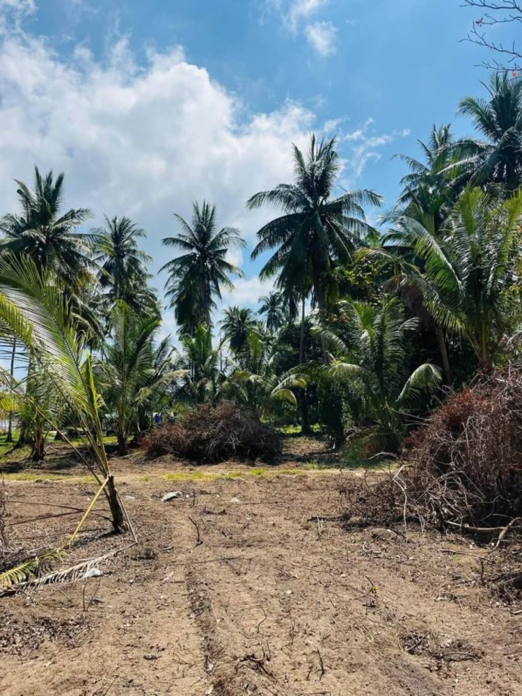  قطعة أرض في Ko Samui, Thailand رقم 69388