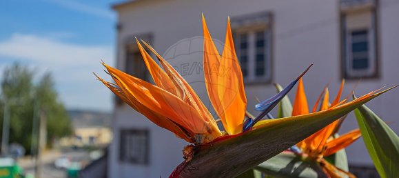 4 bedrooms House in Loures, Portugal No. 46399 8