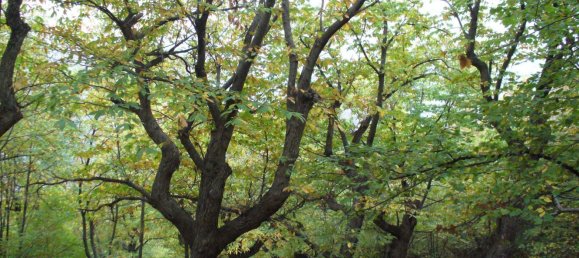 14 rooms House in Palazzuolo sul Senio, Italy No. 75999 33