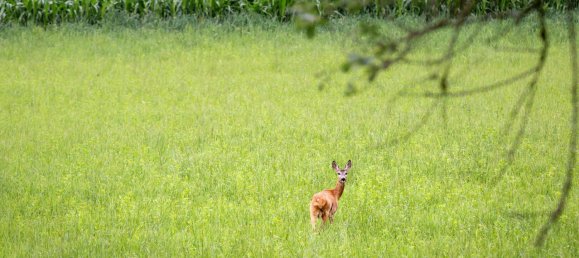 5020m² Commercial property in Moosburg, Austria No. 226527 4