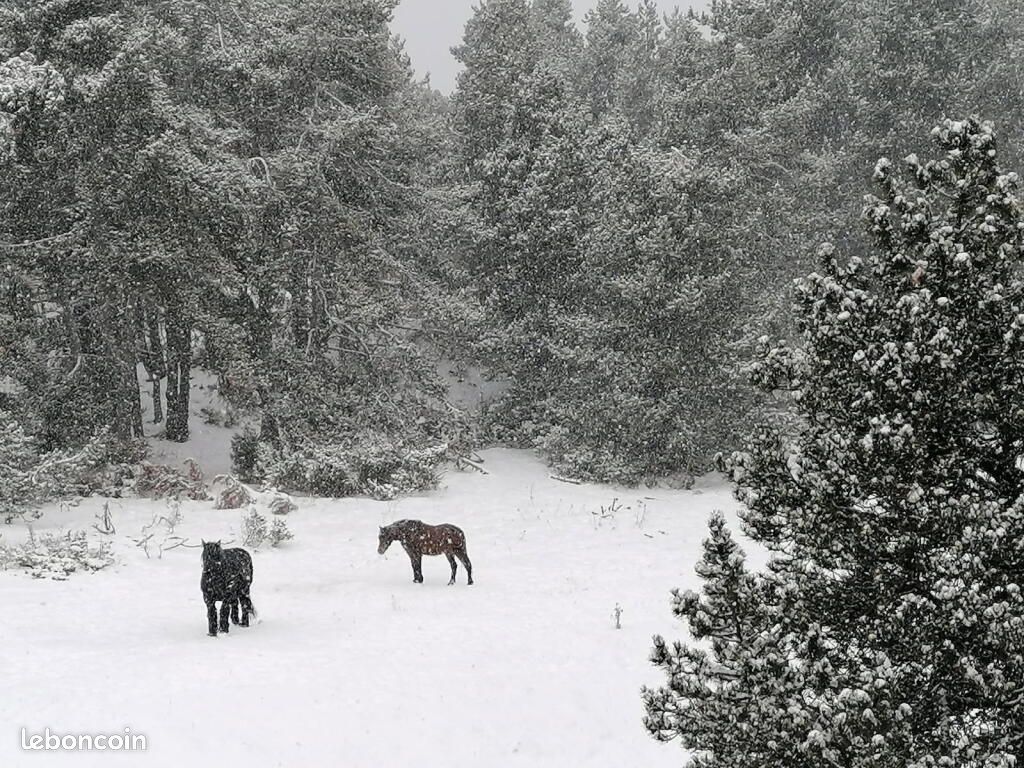 1 Schlafzimmer Wohnung in Pyrenees-Orientales, France, Nr. 318320