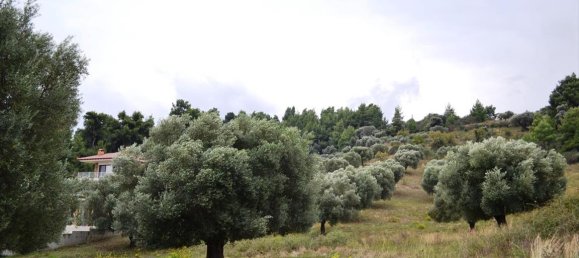 8404m² Hotel in Chalkidiki, Greece No. 6919 3