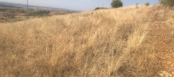 Terreno en El Molar, Spain 11237 m² No. 80201 4