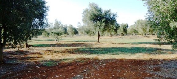 3-Zimmer Haus in Carovigno, Italy, Nr. 136659 36