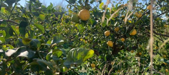 850m² Land in Partinico, Italy No. 62436 11