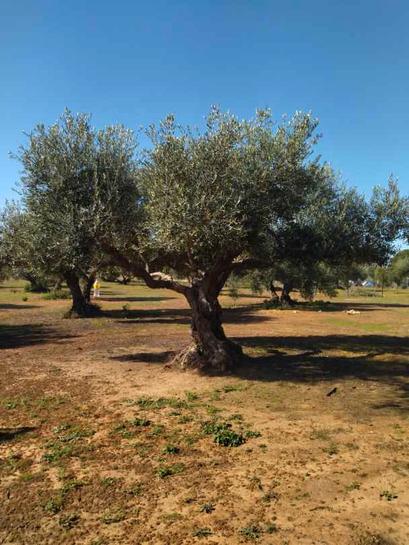  قطعة أرض في Cadiz, Spain 8500متر مربع رقم 197422