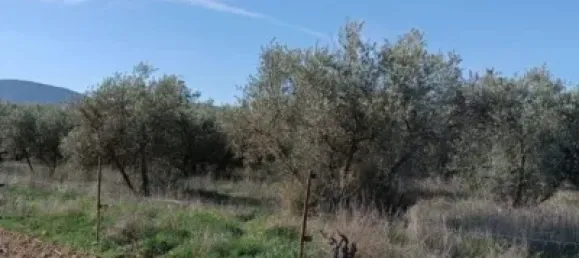 Земельный участок 3124м² в Гранада, Испания № 138899 4