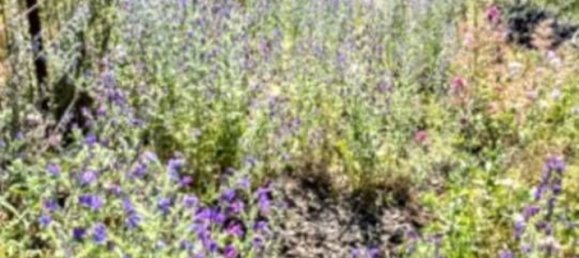 33560m² Land in San Pietro Clarenza, Italy No. 324808 9