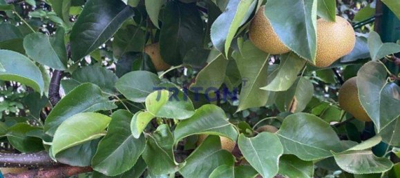 Бунгало с 2 комнатами в Нойфельд ан дер Лайта, Австрия № 146381 36