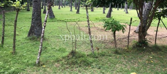 Terrain à West Nusa Tenggara, Indonesia 14000m² No. 4085 24