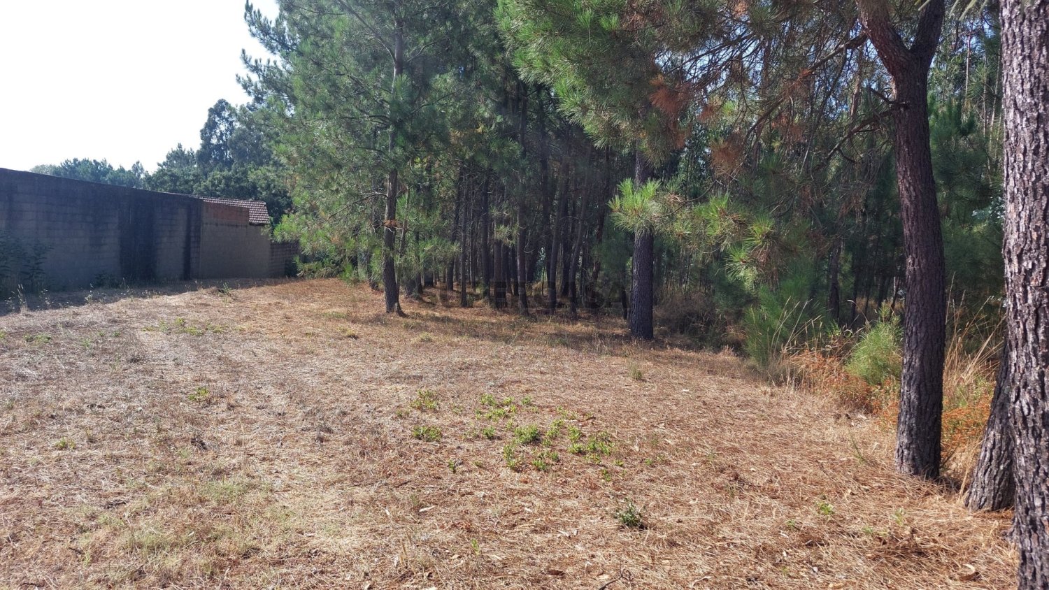  Land in Pombal, Portugal No. 263780