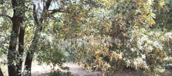  قطعة أرض في Pedara, Italy 37997متر مربع رقم 273504 12