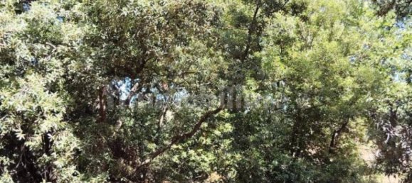  قطعة أرض في Pedara, Italy 37997متر مربع رقم 273504 9