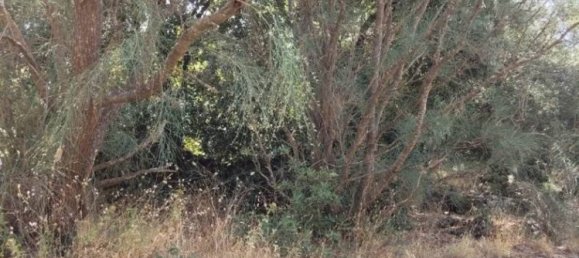  قطعة أرض في Pedara, Italy 37997متر مربع رقم 273504 14