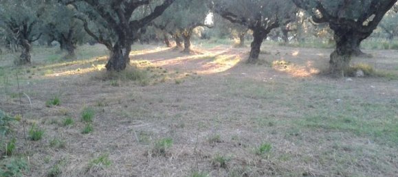 Grundstück in Zakynthos, Greece, Nr. 461 7