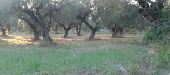 Grundstück in Zakynthos, Greece, Nr. 461 4