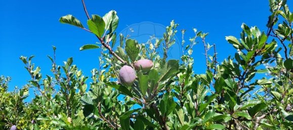 3 bedrooms House in Pombeiro da Beira, Portugal No. 158118 26