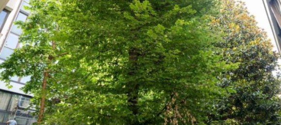 1 Schlafzimmer Wohnung in Turin, Italy, Nr. 211905 6