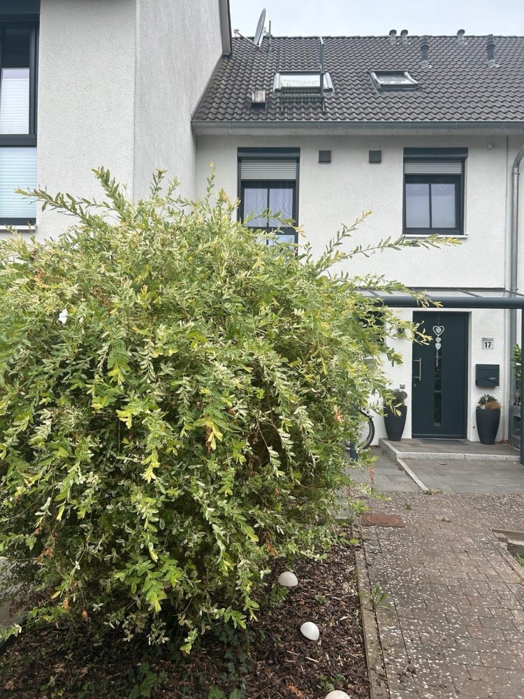 Таунхаус с 3 спальнями в Бремен, Германия № 266847