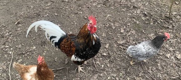 10-Zimmer Schlösser in Deggendorf, Germany, Nr. 107922 16