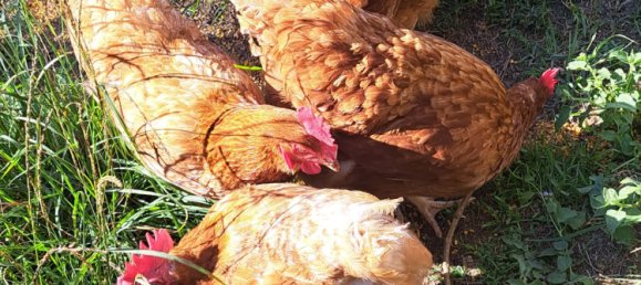 Земельный участок 13м² в Wallu, Австралия № 46 12