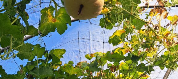 Земельный участок 13м² в Wallu, Австралия № 46 13