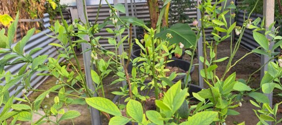 Земельный участок 13м² в Wallu, Австралия № 46 11