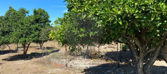 Terrain à Portalegre, Portugal 285m² No. 90332 4