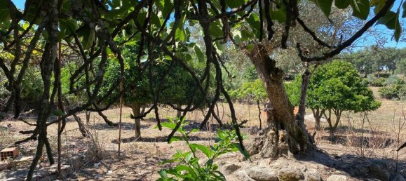 Terrain à Portalegre, Portugal 285m² No. 90332 8