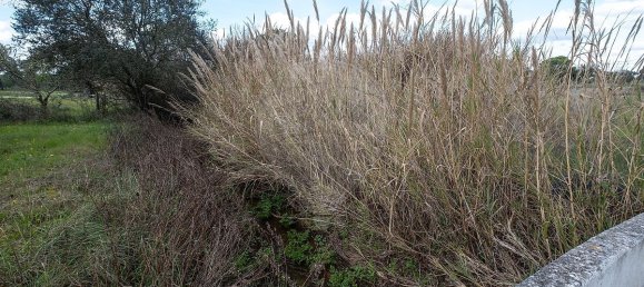 9 غرف نوم منزل في Pavia, Portugal رقم 68168 38