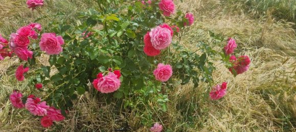  قطعة أرض في Navaluenga, Spain 561متر مربع رقم 88626 3