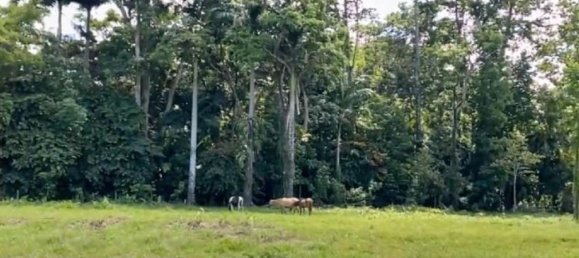 Terreno em Limon, Costa Rica N.º 1601 5