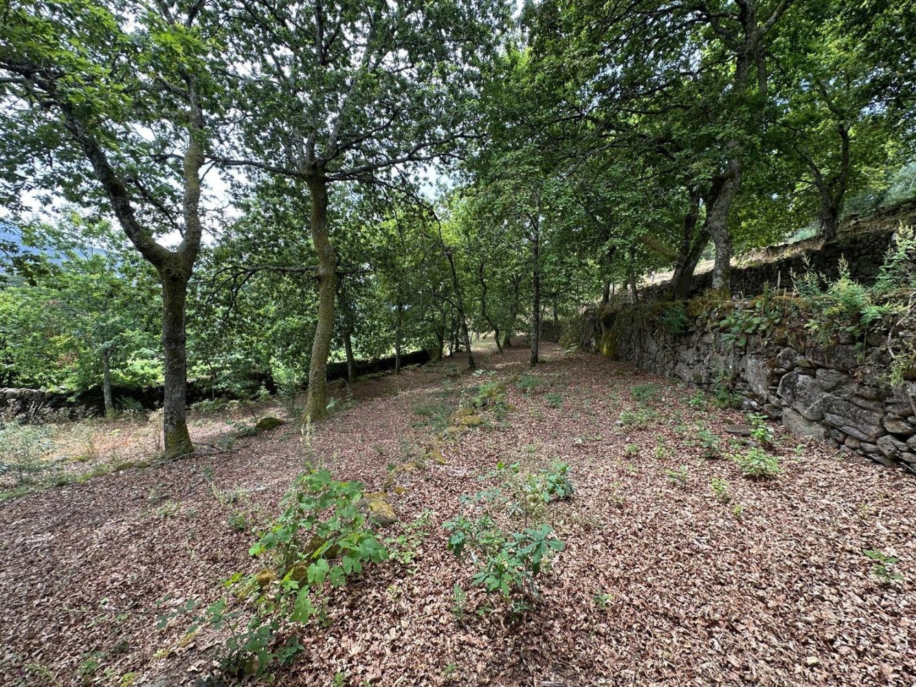 Grundstück in Cabeceiras de Basto, Portugal, Nr. 285566