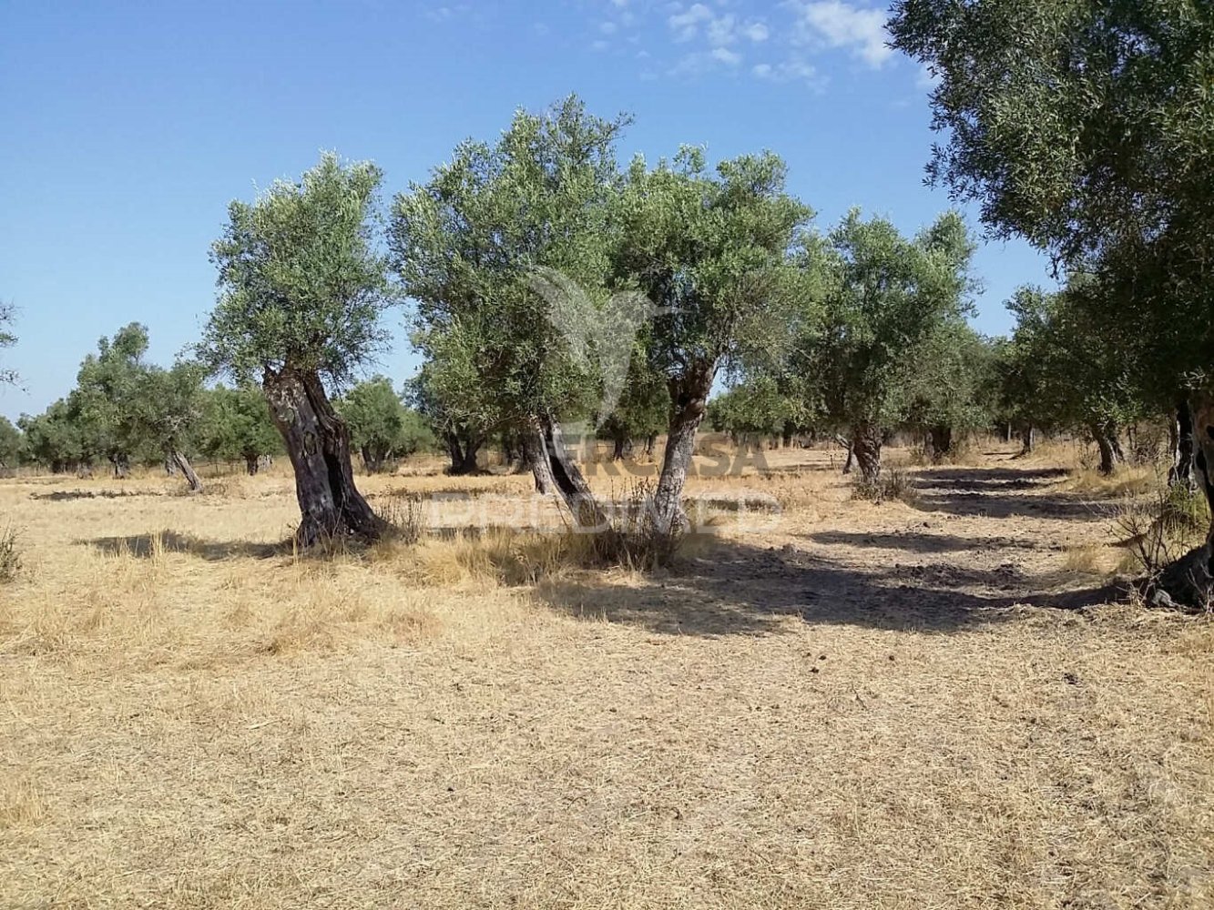  قطعة أرض في Torrao, Portugal رقم 347301