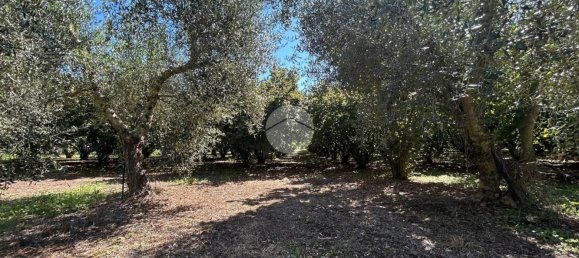 Terrain à Gallese, Italy No. 372140 11