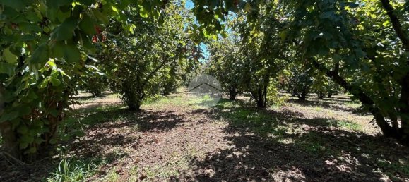 Terrain à Gallese, Italy No. 372140 25