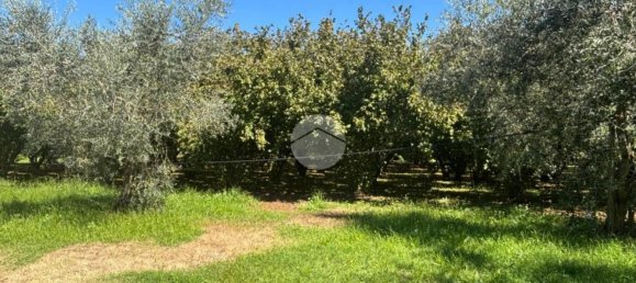 Terrain à Gallese, Italy No. 372140 15