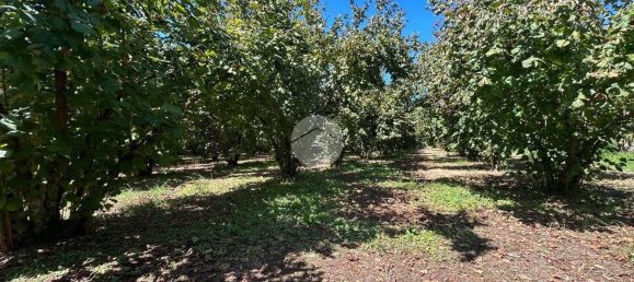 Terrain à Gallese, Italy No. 372140 24