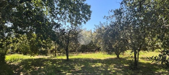 Terrain à Gallese, Italy No. 372140 18