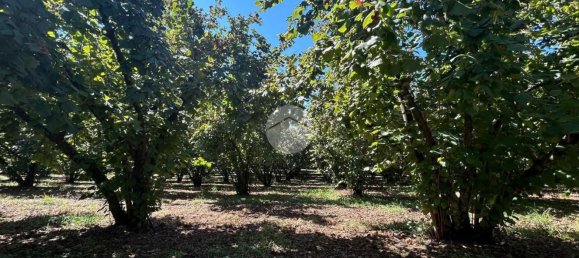 Terrain à Gallese, Italy No. 372140 23