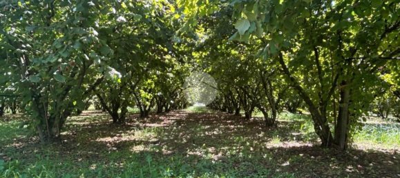 Terrain à Gallese, Italy No. 372140 6