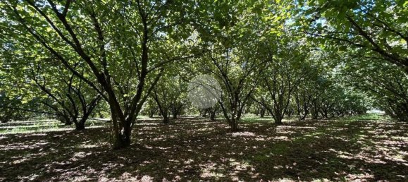 Terrain à Gallese, Italy No. 372140 2