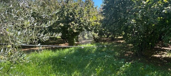 Terrain à Gallese, Italy No. 372140 9