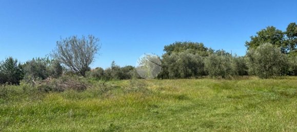 Terrain à Gallese, Italy No. 372140 21