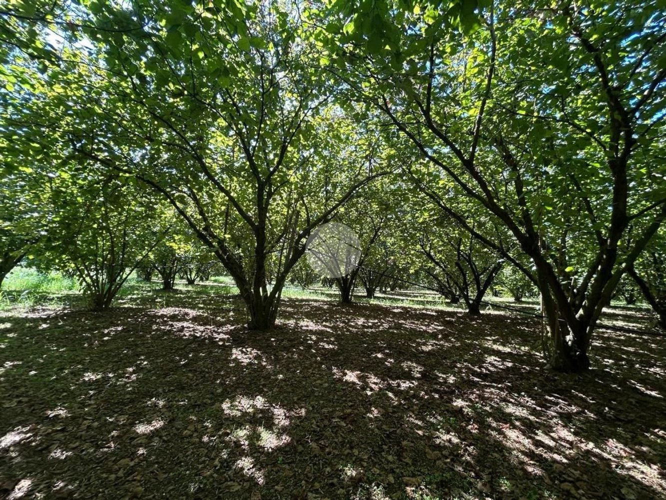 Terrain à Gallese, Italy No. 372140