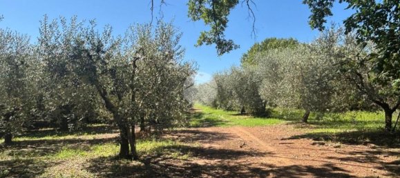 Terrain à Gallese, Italy No. 372140 17