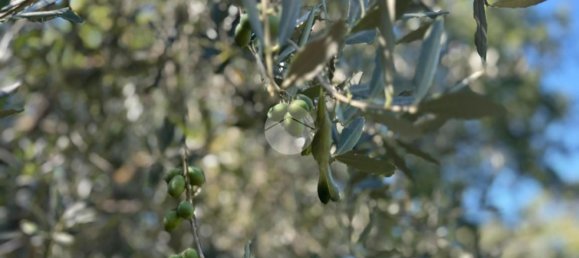 Terrain à Gallese, Italy No. 372140 19